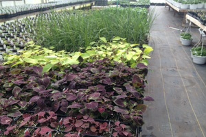 Scenic View Greenhouse | Rushville, NY