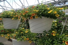 Scenic View Greenhouse | Rushville, NY